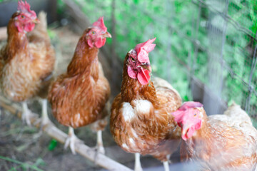 Blur of Eggs Chickens ,hens in cages industrial farm,soft focus Blur focus