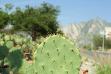 Beautiful prickly pear cactus growing along road on sunny day