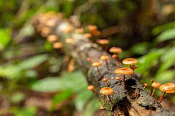 Group of brown forest mushrooms, growing on a tree stump.