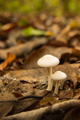 White forest mushroom, growing among the fallen leaves in the forest.