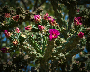 Obraz premium Lady Bird Johnson Wildflower Center in Austin, Texas