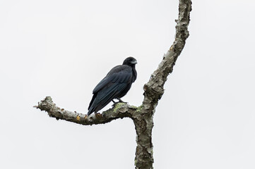 common crow on a branch
