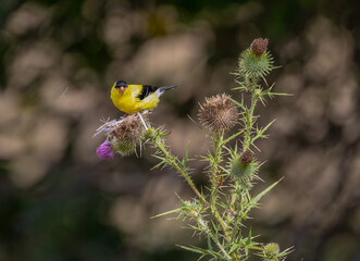 American goldfinch on a thistle