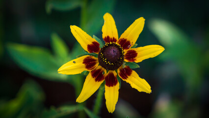 Lady Bird Johnson Wildflower Center in Austin, Texas