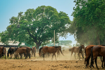 Horses grazing in field in evening. Many horses on pasture in sunset light. Majestic brown horses pasturing in warm spring sunshine. Herd of horses eating grass and straw in field. Animals and food.