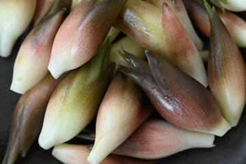 たくさんの茗荷