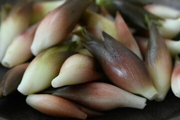 たくさんの茗荷