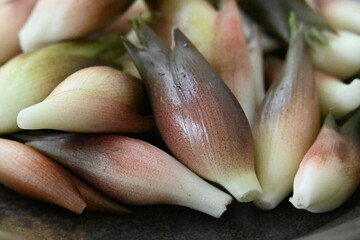 たくさんの茗荷