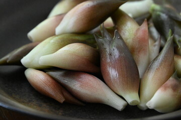 たくさんの茗荷