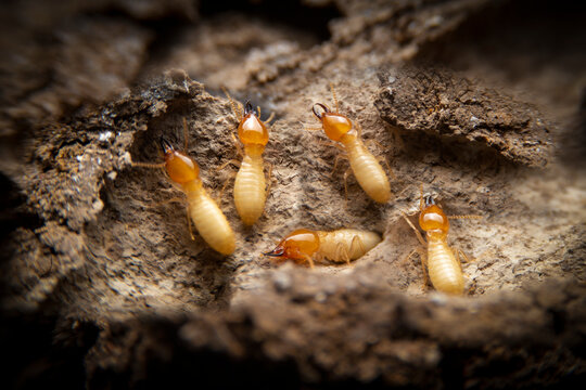 Group of the small termite on decaying timber. The termite on the ground is searching for food to feed the larvae in the cavity.
