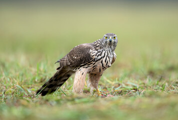 Northern goshawk bird ( Accipiter gentilis )