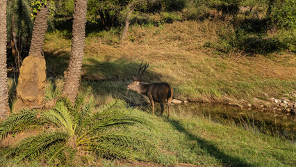 Fototapeta na wymiar An adult sambar deer Rusa unicolor grazes in a national park next to a stream. Fluffy beige fur, branched horns, eyes are visible. Around green grass, palm trees. India. Ranthambore