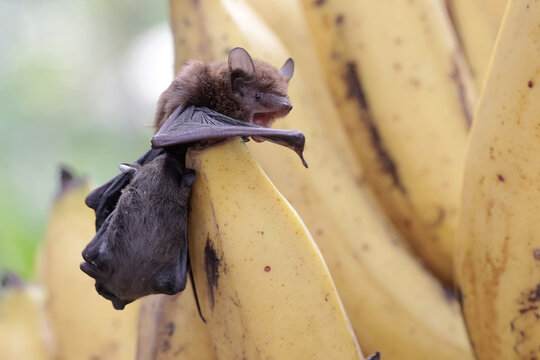 A mother microchiroptera bat is eating a banana while nursing her two cubs. This small bat has the scientific name microchiroptera sp.
