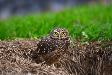 A burrowing owl (Athene cunicularia), or Coruja-buraqueira, on the banks of the Guaporé - Itenez river, Pimenteiras do Oeste, Rondonia state, Brazil, on the border with Beni Department, Bolivia