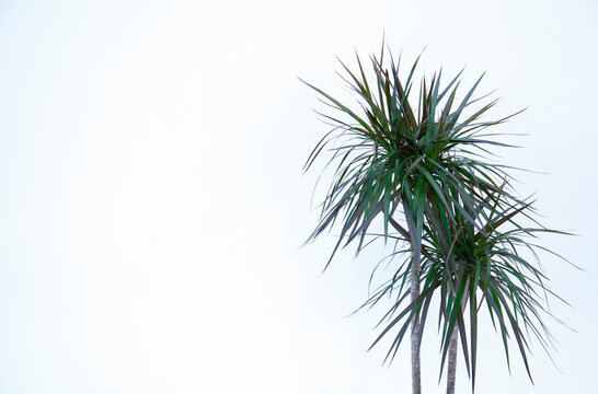 Dracaena on a white background with space for text.
