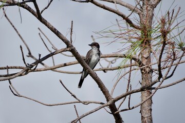 Bird in a Tree
