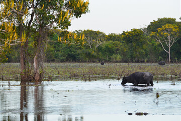 Feral buffalos wading in a flooded field deep in the Amazon rainforest near the Guaporé-Itenez...