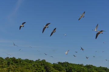 A flock of black skimmers (Rynchops niger) and large-billed terns (Phaetusa simplex) flying above the Mamoré river, upstream from Guajará-Mirim, Rondonia, Brazil, on the border with Beni, Bolivia - obrazy, fototapety, plakaty