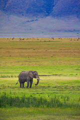 Elephant, Ngorongoro Crater, Tanzania