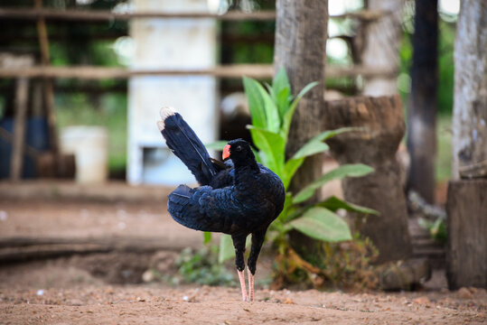 A terrestrial black fowl of the genus Pauxi near the small, remote village of Mateguá, Beni Department, Bolivia, on the border with Rondonia state, Brazil