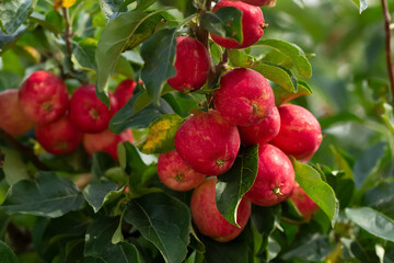 Many ripe red crabapples growing on the tree in the orchard.