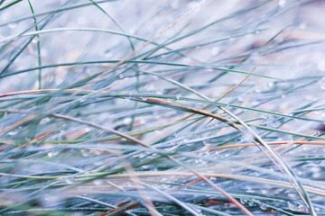 Blurred autumn background. Soft focus ornamental grass Blue Fescue with water drops.