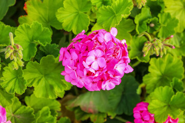 Beautiful pink flowers outdoors, closeup