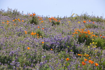 Hillside covered with wildflowers in the East Bay region of Northern California