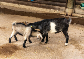 Little  black and white goats frolic in the aviary in Gan Guru kangaroo park in Kibutz Nir David in...