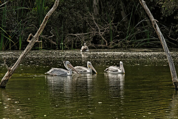 Pélicans dans une zone humide 
