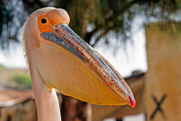 Gros plan sur un pélican blanc (Pelecanus onocrotalus)