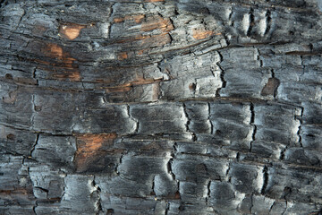 Texture of a black burnt tree trunk