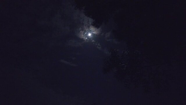 Moon on a dark cloudy night in The Gambia with neem tree leaves in one corner