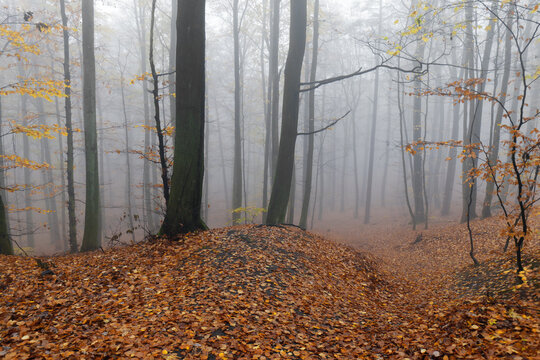 Autumn natural beech forest. Autumn in the forest has its charm