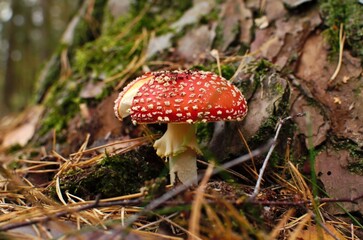 fly agaric mushroom in forest