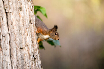Cute european red squirrel looking curiously from behind a tree branch - with copy space