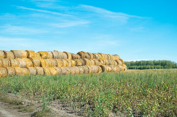 Round straw bales rolled into a roll on a field against a blue sky, autumn harvest landscape