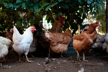 Chickens at a traditional free-range poultry farm. a flock of chickens grazing on the grass. Selective focus