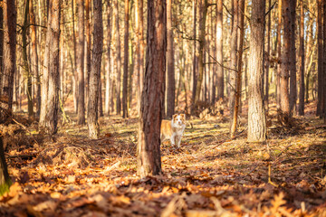 Border collie dog in autumn forest.