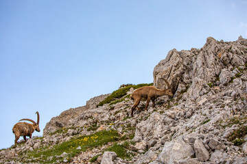 Alpine ibex picture taken in Julian alps, Slovenia	