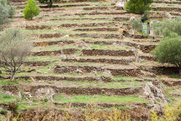 L'agriculture en terrasse dans le Languedoc Roussillon. Champs en terrasse &agrave; Collioure. Agriculture en terrasses en m&eacute;diterran&eacute;e.