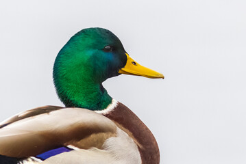 Obraz premium Portrait of a male Duck, portrait of a bird