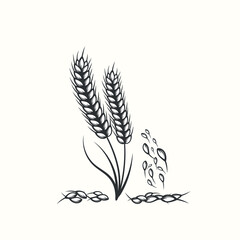Hand drawn black and white silhouette of wheat ears cereals barley illustration in vintage and retro style on white background
