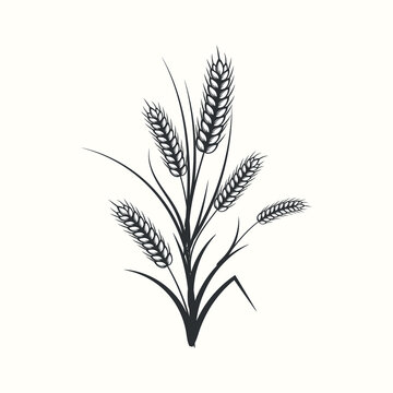 recommend clip art: Hand drawn black and white silhouette of wheat ears cereals barley illustration in vintage and retro style on white background