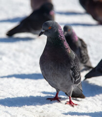 Pigeons in the snow in winter.