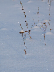 Dry grass on the snow as a background.