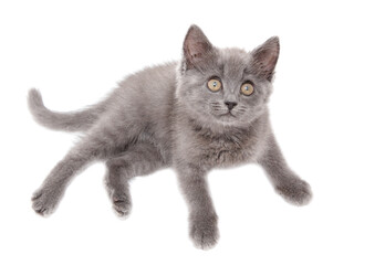 Portrait of a gray kitten isolated on a white background.