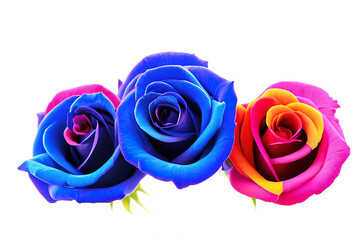 Roses with a rainbow color on a white background
