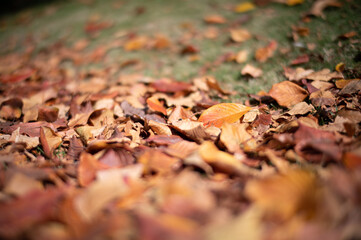 秋の公園に広がる落葉