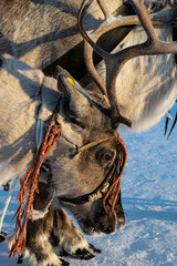 Reindeer in a team with a wooden sledge sled. Festive sleigh rides on the city square